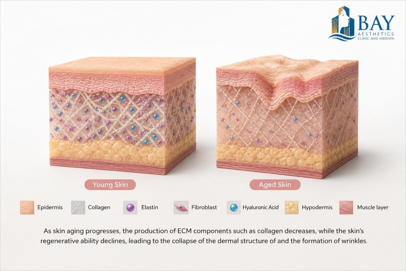 ECM degeneration and collagen loss lead to signs of ageing