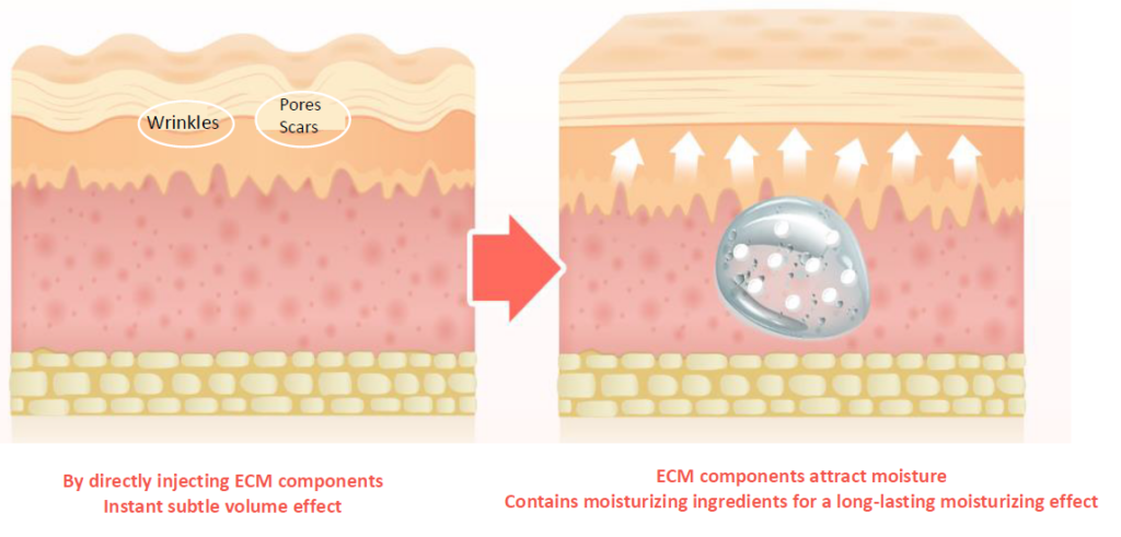 Re2o ECM components provide support and hydration