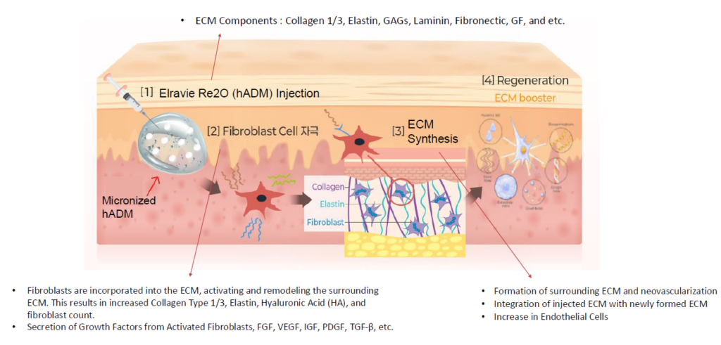 Re2o ECM skinbooster stimulates skin fibroblasts to produce new ECM